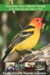 FFAW1-D Friendship From A Western Tanager